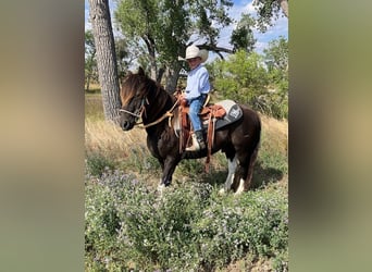 Más ponis/caballos pequeños, Caballo castrado, 11 años, 112 cm, Pío