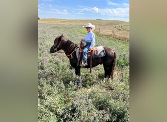 Más ponis/caballos pequeños, Caballo castrado, 11 años, 112 cm, Pío