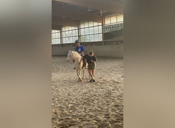 Más ponis/caballos pequeños, Caballo castrado, 11 años, 114 cm, Cremello