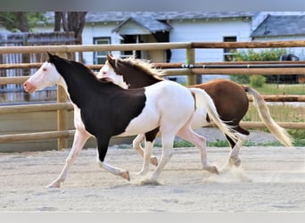 Más ponis/caballos pequeños, Caballo castrado, 11 años, 117 cm