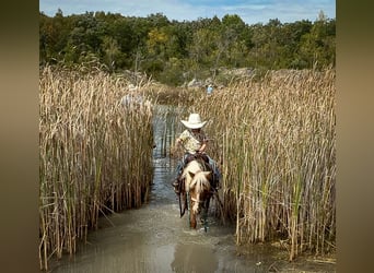 Más ponis/caballos pequeños, Caballo castrado, 11 años, 119 cm, Palomino