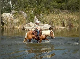 Más ponis/caballos pequeños, Caballo castrado, 11 años, 119 cm, Palomino