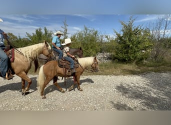 Más ponis/caballos pequeños, Caballo castrado, 11 años, 119 cm, Palomino