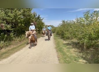 Más ponis/caballos pequeños, Caballo castrado, 11 años, 119 cm, Palomino