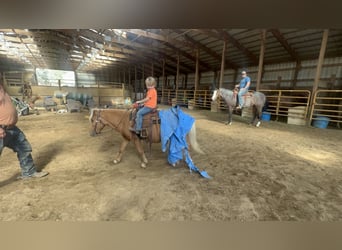 Más ponis/caballos pequeños, Caballo castrado, 11 años, 119 cm, Palomino