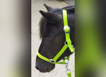 Más ponis/caballos pequeños, Caballo castrado, 11 años, 122 cm, Negro