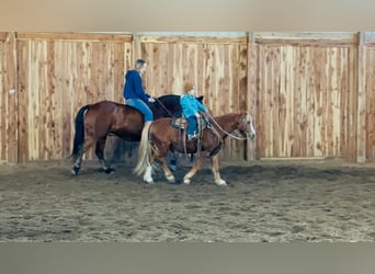 Más ponis/caballos pequeños, Caballo castrado, 11 años, 124 cm, Alazán rojizo