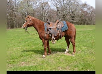 Más ponis/caballos pequeños, Caballo castrado, 11 años, 130 cm, Alazán rojizo