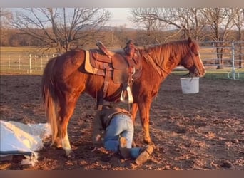 Más ponis/caballos pequeños, Caballo castrado, 11 años, 130 cm, Alazán rojizo