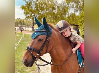 Más ponis/caballos pequeños, Caballo castrado, 11 años, 135 cm, Alazán