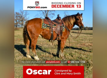 Más ponis/caballos pequeños, Caballo castrado, 11 años, 135 cm, Alazán rojizo