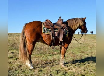 Más ponis/caballos pequeños, Caballo castrado, 11 años, 135 cm, Alazán rojizo