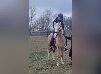 Más ponis/caballos pequeños, Caballo castrado, 11 años, 138 cm, Palomino