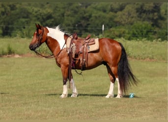 Más ponis/caballos pequeños, Caballo castrado, 11 años, 140 cm, Castaño rojizo