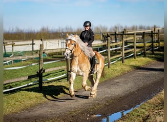 Más ponis/caballos pequeños, Caballo castrado, 11 años, 144 cm, Palomino