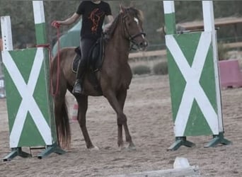 Más ponis/caballos pequeños, Caballo castrado, 11 años, 145 cm, Alazán