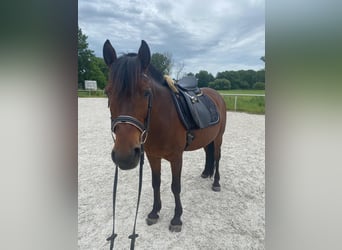 Más ponis/caballos pequeños Mestizo, Caballo castrado, 11 años, 145 cm, Castaño