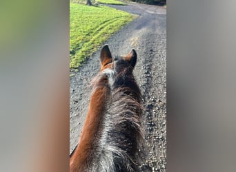 Más ponis/caballos pequeños Mestizo, Caballo castrado, 11 años, 148 cm, Castaño oscuro