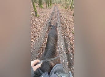 Más ponis/caballos pequeños Mestizo, Caballo castrado, 11 años, 148 cm, Castaño oscuro