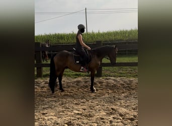 Más ponis/caballos pequeños Mestizo, Caballo castrado, 11 años, 150 cm, Castaño