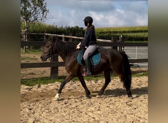 Más ponis/caballos pequeños Mestizo, Caballo castrado, 11 años, 150 cm, Castaño