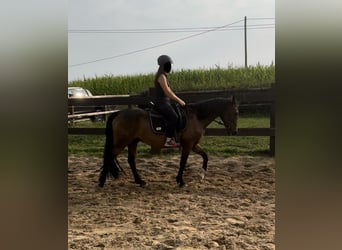 Más ponis/caballos pequeños Mestizo, Caballo castrado, 11 años, 150 cm, Castaño