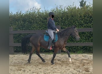 Más ponis/caballos pequeños Mestizo, Caballo castrado, 11 años, 150 cm, Castaño