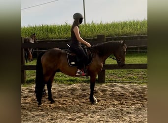 Más ponis/caballos pequeños Mestizo, Caballo castrado, 11 años, 150 cm, Castaño