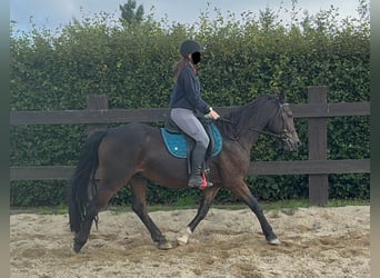 Más ponis/caballos pequeños Mestizo, Caballo castrado, 11 años, 150 cm, Castaño