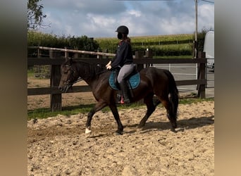 Más ponis/caballos pequeños Mestizo, Caballo castrado, 11 años, 150 cm, Castaño