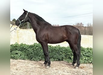 Más ponis/caballos pequeños, Caballo castrado, 11 años, 157 cm, Negro