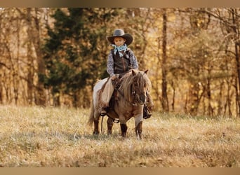 Más ponis/caballos pequeños, Caballo castrado, 11 años, 81 cm, Alazán-tostado
