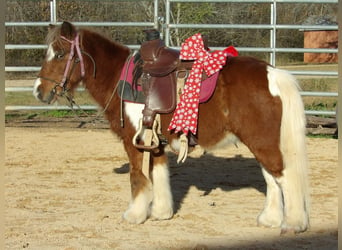 Más ponis/caballos pequeños, Caballo castrado, 11 años, 97 cm, Alazán-tostado