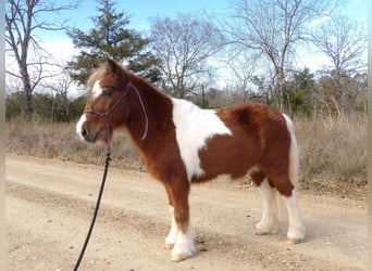 Más ponis/caballos pequeños, Caballo castrado, 11 años, 97 cm, Alazán-tostado