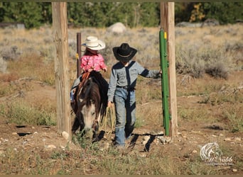 Más ponis/caballos pequeños, Caballo castrado, 11 años, 97 cm, Buckskin/Bayo