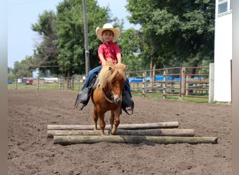 Más ponis/caballos pequeños, Caballo castrado, 11 años, 97 cm, Red Dun/Cervuno