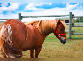 Más ponis/caballos pequeños, Caballo castrado, 11 años, 97 cm, Red Dun/Cervuno