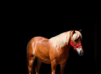 Más ponis/caballos pequeños, Caballo castrado, 11 años, 97 cm, Red Dun/Cervuno