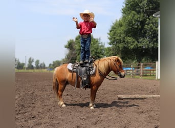 Más ponis/caballos pequeños, Caballo castrado, 11 años, 97 cm, Red Dun/Cervuno