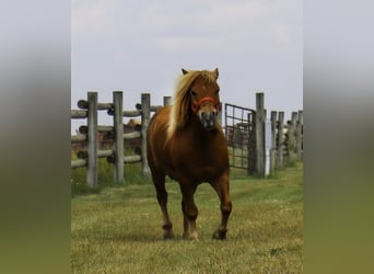 Más ponis/caballos pequeños, Caballo castrado, 11 años, 97 cm, Red Dun/Cervuno