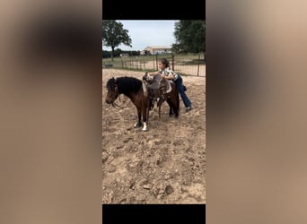 Más ponis/caballos pequeños, Caballo castrado, 11 años, 98 cm, Castaño rojizo