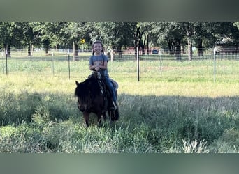 Más ponis/caballos pequeños, Caballo castrado, 11 años, 98 cm, Castaño rojizo