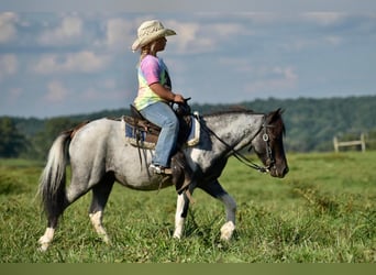 Más ponis/caballos pequeños, Caballo castrado, 12 años, 102 cm, Ruano azulado