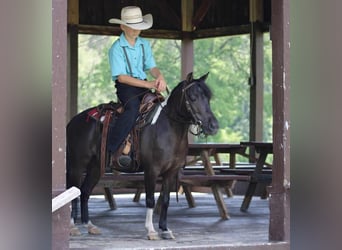 Más ponis/caballos pequeños, Caballo castrado, 12 años, 112 cm, Negro