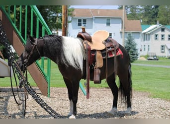 Más ponis/caballos pequeños, Caballo castrado, 12 años, 112 cm, Negro