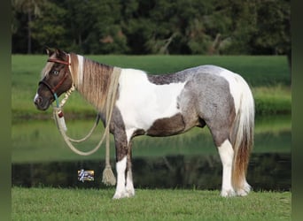 Más ponis/caballos pequeños, Caballo castrado, 12 años, 117 cm