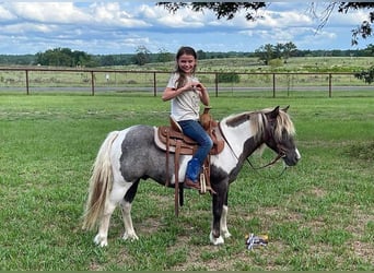 Más ponis/caballos pequeños, Caballo castrado, 12 años, 117 cm