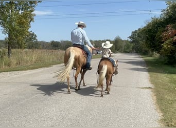 Más ponis/caballos pequeños, Caballo castrado, 12 años, 119 cm, Palomino