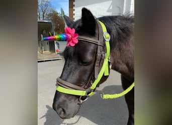 Más ponis/caballos pequeños, Caballo castrado, 12 años, 122 cm, Negro