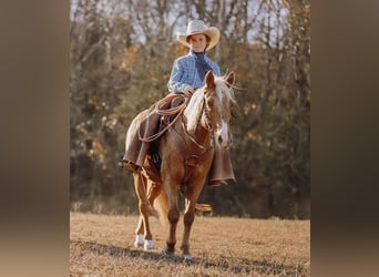 Más ponis/caballos pequeños, Caballo castrado, 12 años, 124 cm, Palomino